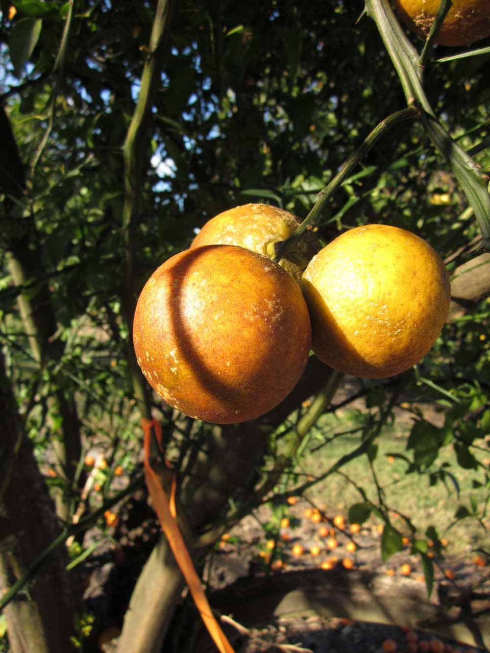              Fruit (Winter Haven, FL)       